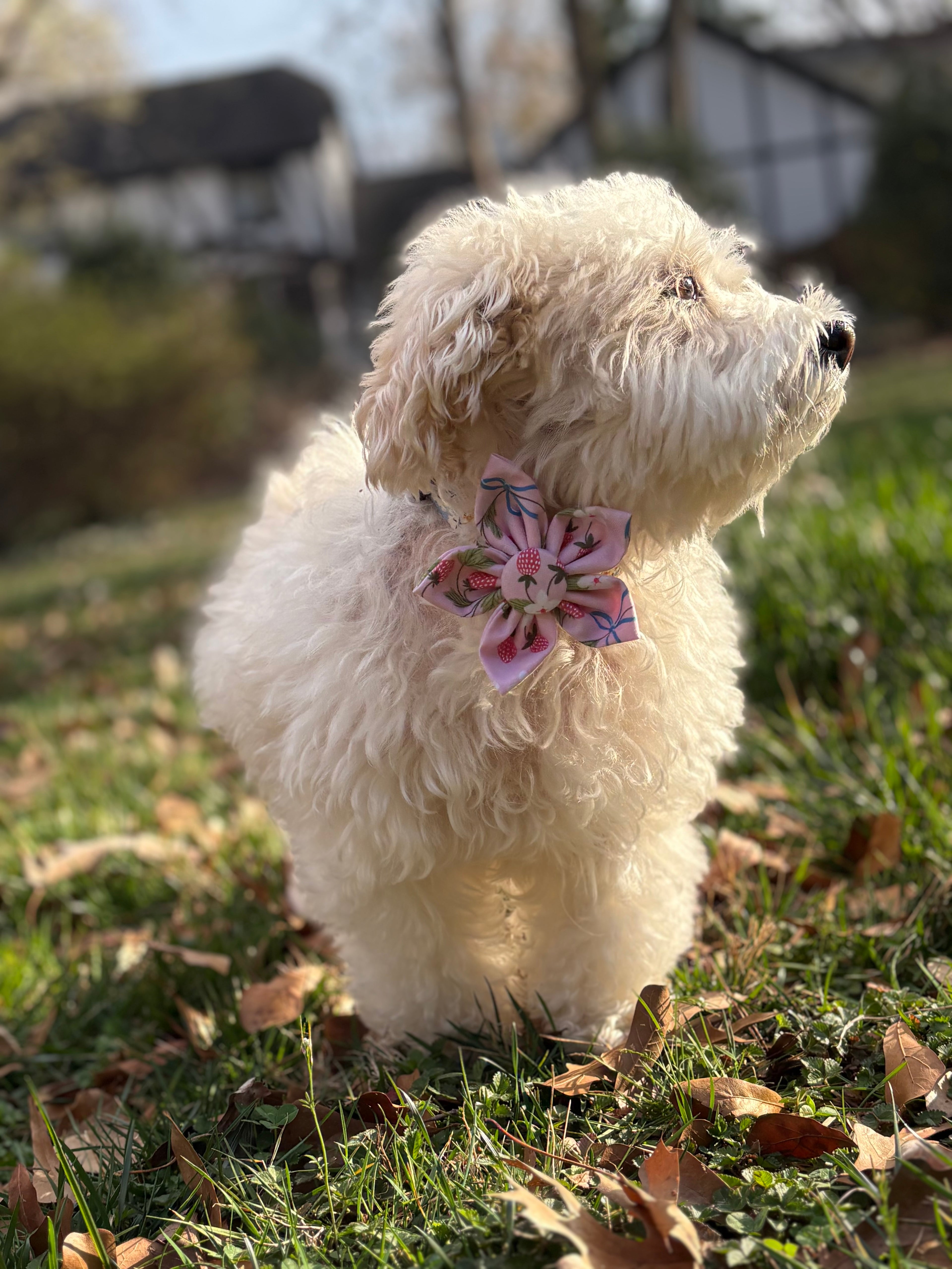 Berry Patch Dog Flower Bow Tie
