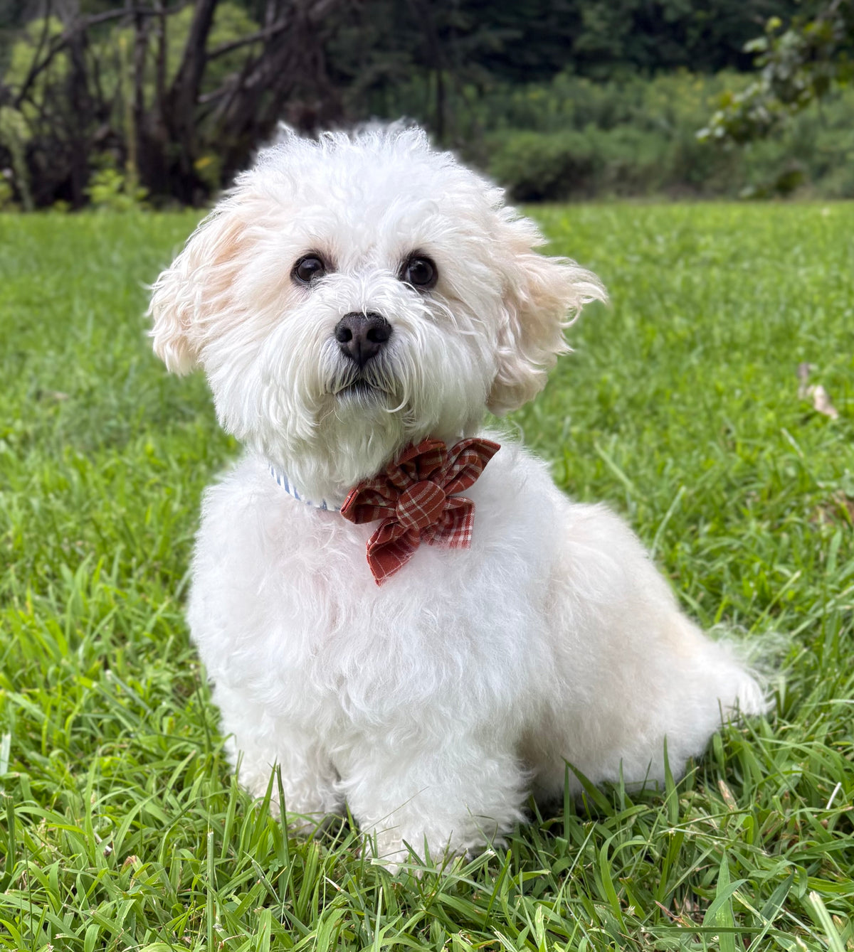 Fall Plaid Dog Flower Bow Tie