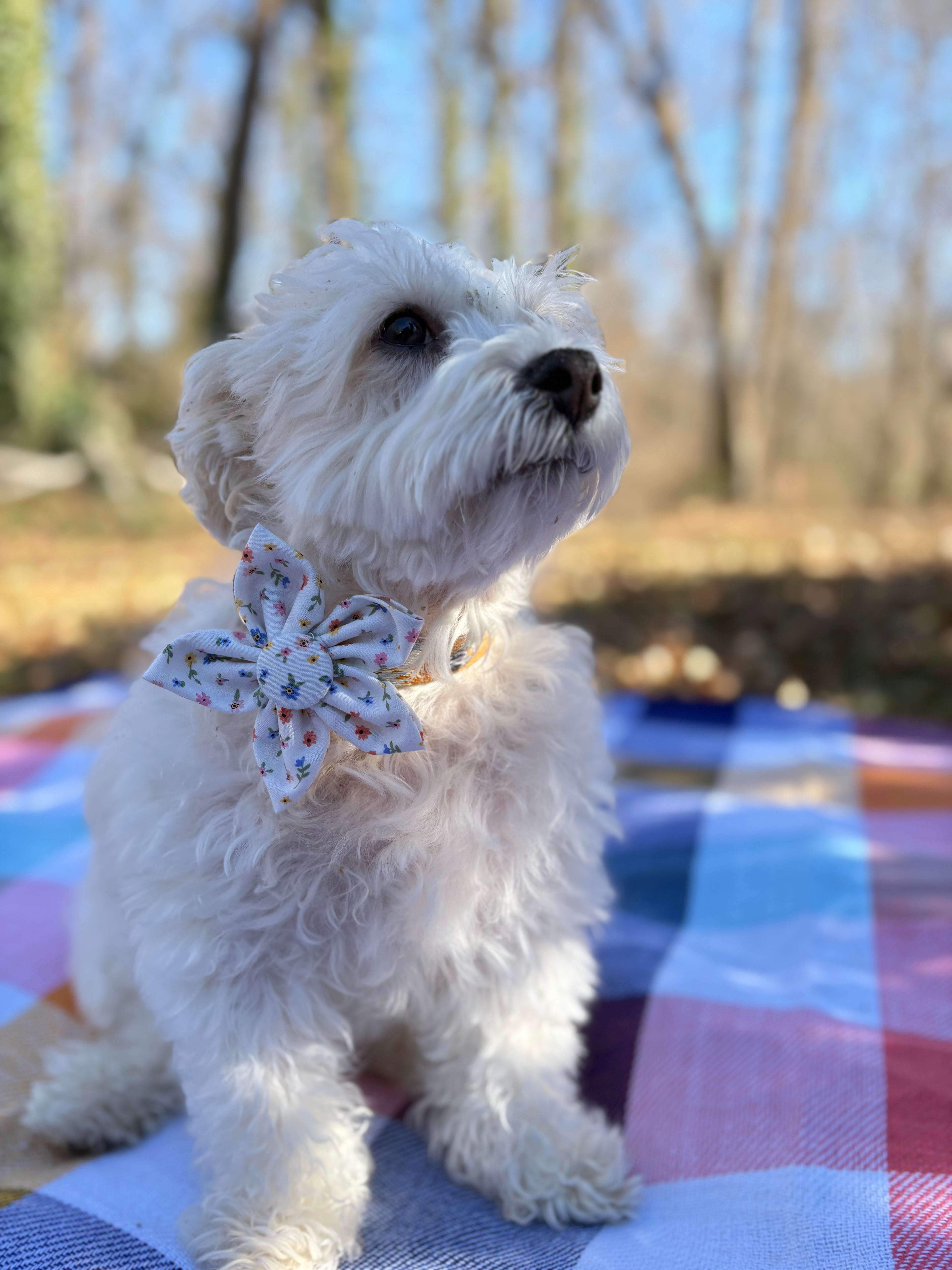 Little Flowers Dog Flower Bow Tie