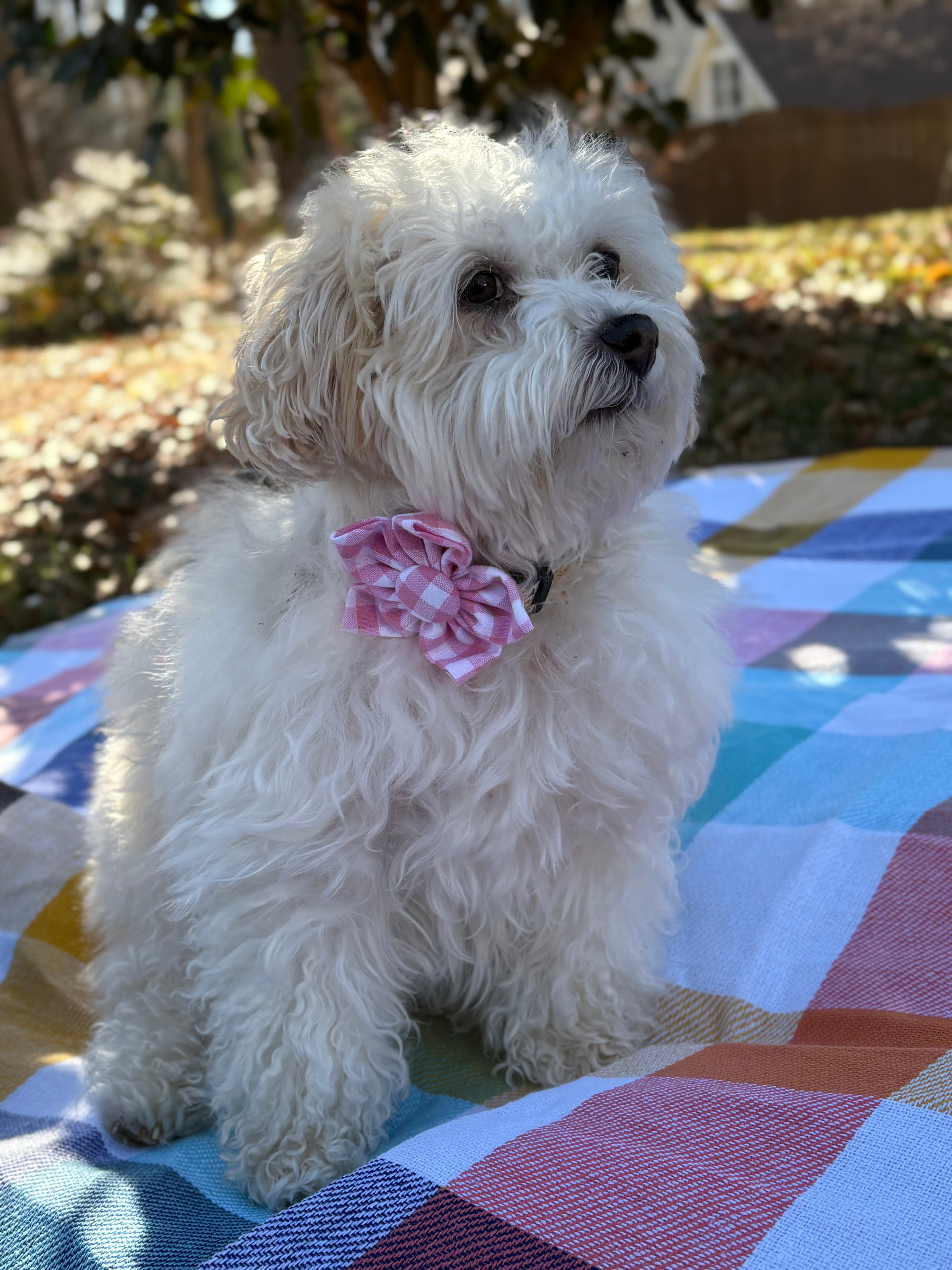 Pink Gingham Dog Bow Tie and Scrunchie Set