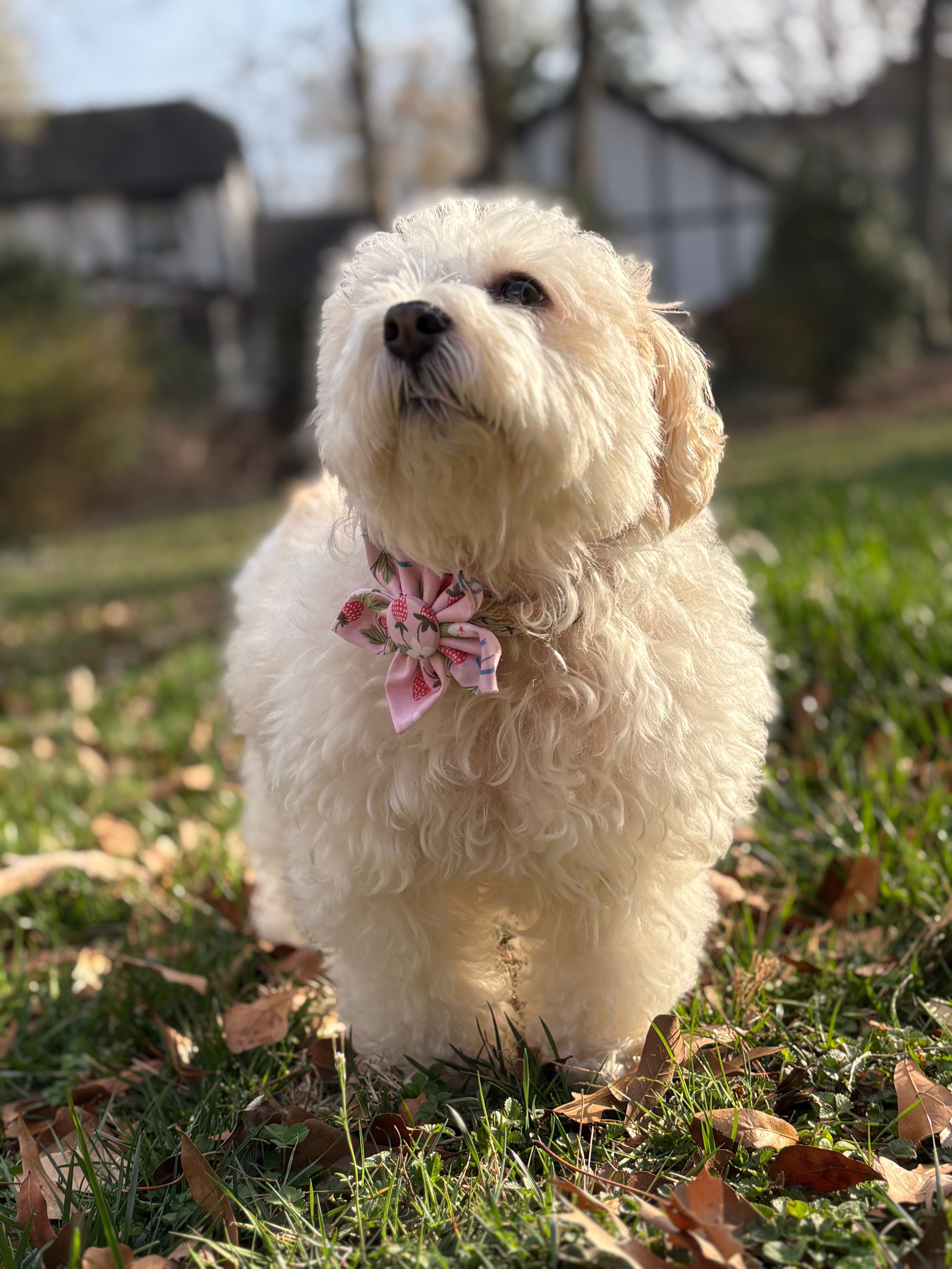 Berry Patch Dog Flower Bow Tie