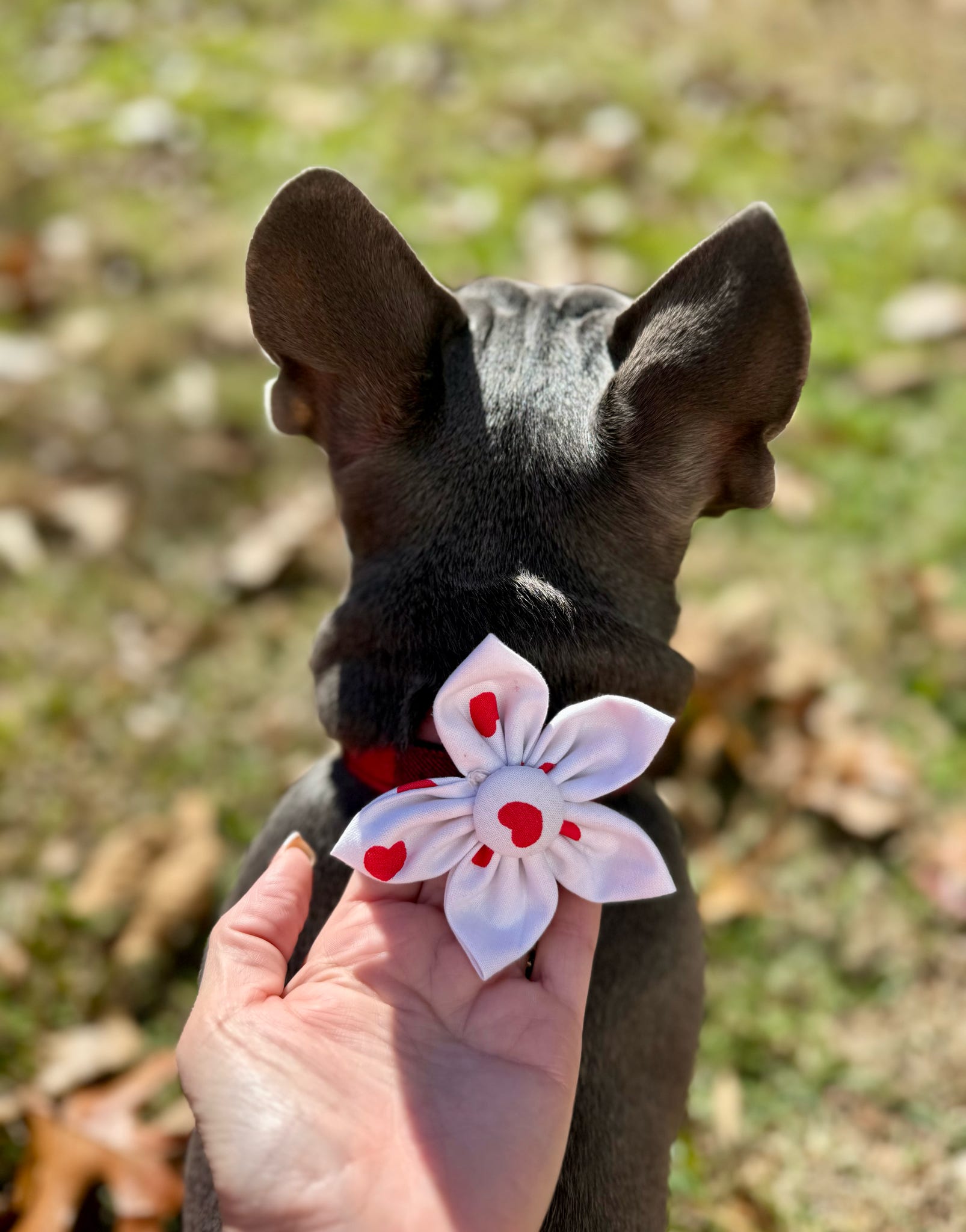 Red Heart Dog Flower Bow Tie