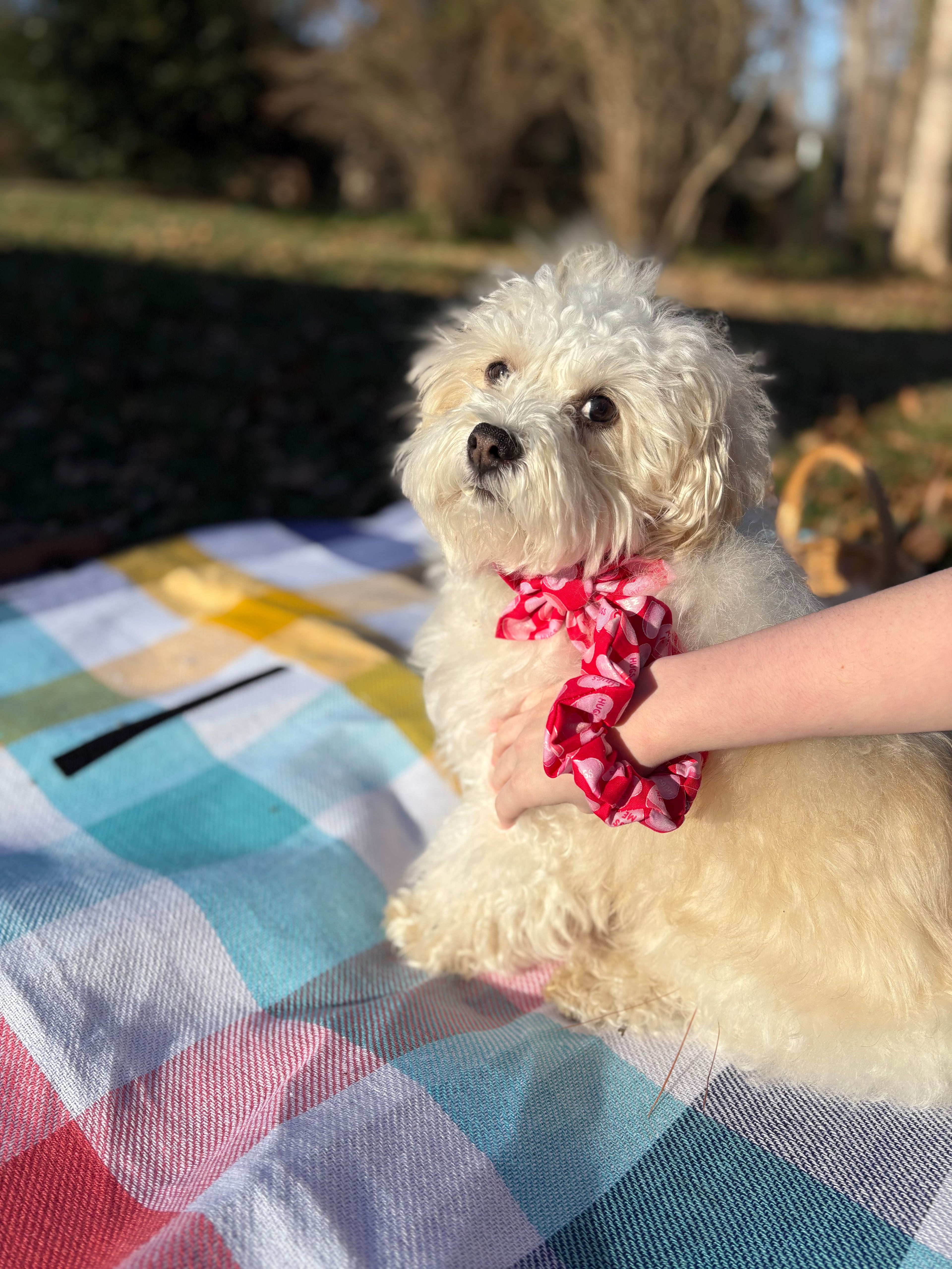 Candy Heart Dog Bow Tie and Scrunchie Set