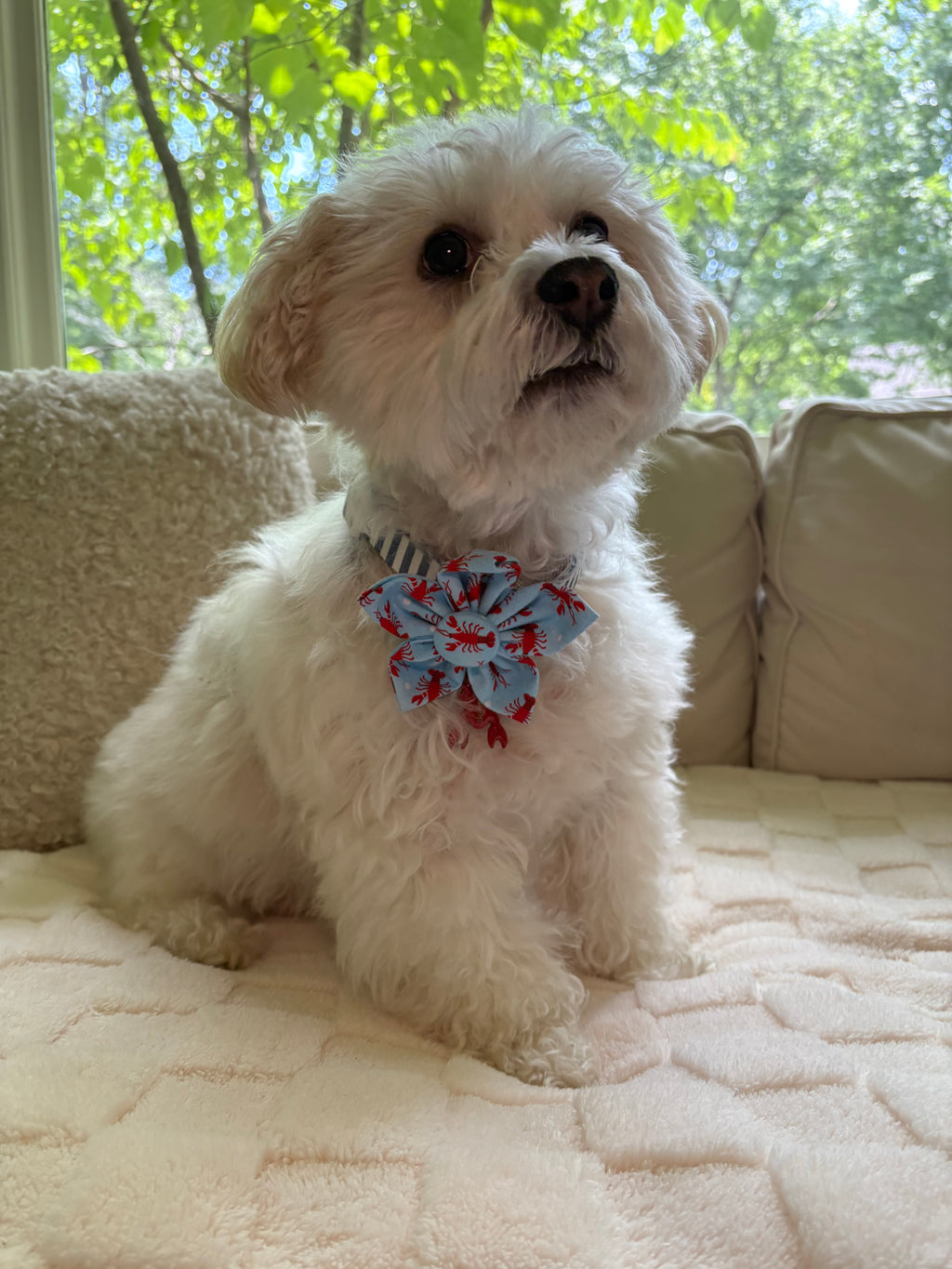 Lobster Dreams Dog Flower Bow Tie