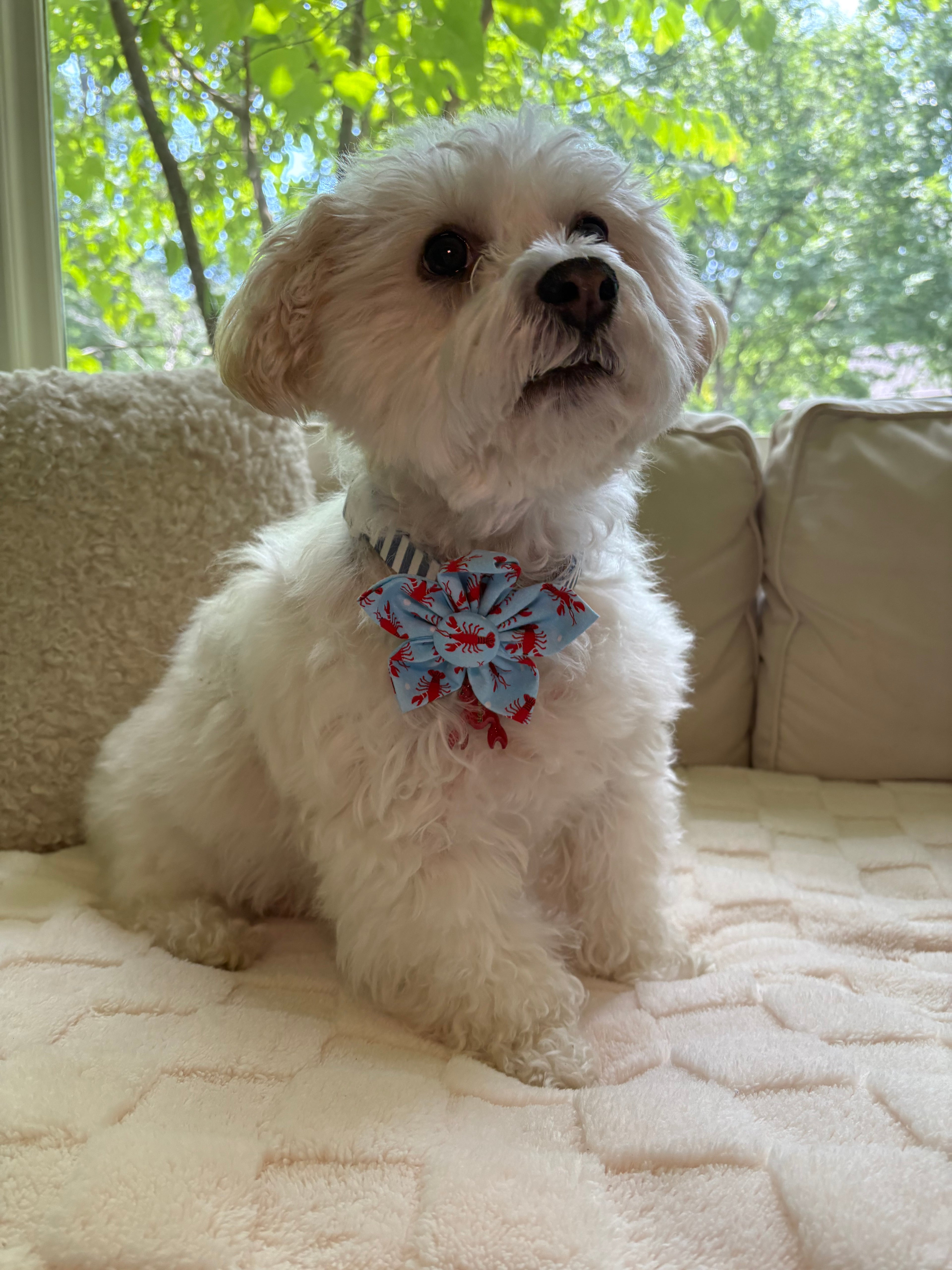 Lobster Dreams Dog Flower Bow Tie
