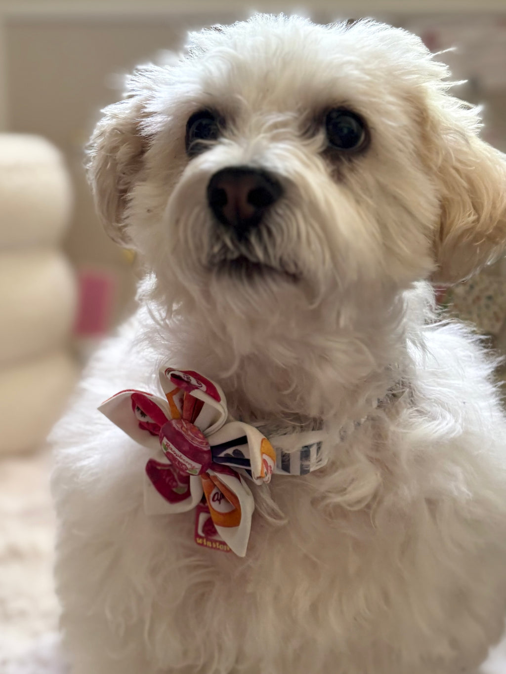 Jam Jar Dog Flower Bow Tie