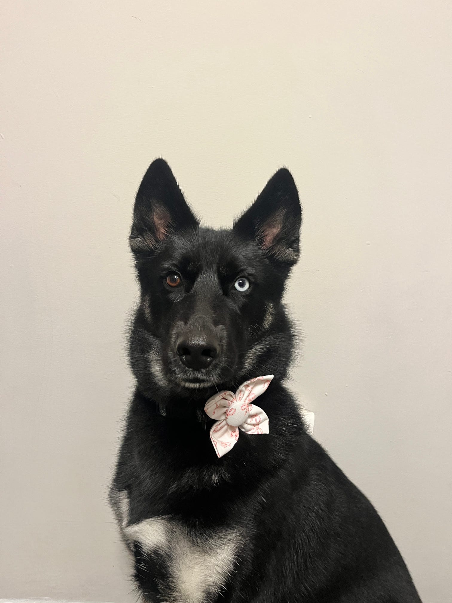 Mystery Dog Bow Tie