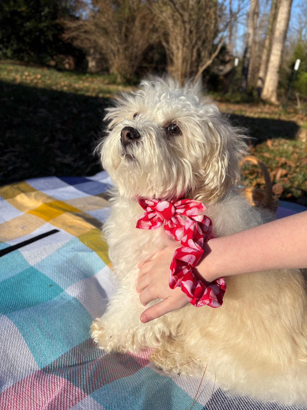 Candy Heart Dog Bow Tie and Scrunchie Set