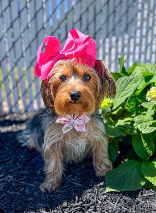 Berry Patch Dog Flower Bow Tie