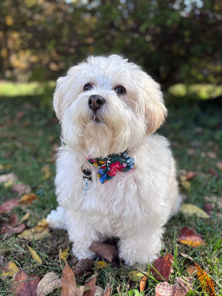 Mystery Dog Bow Tie