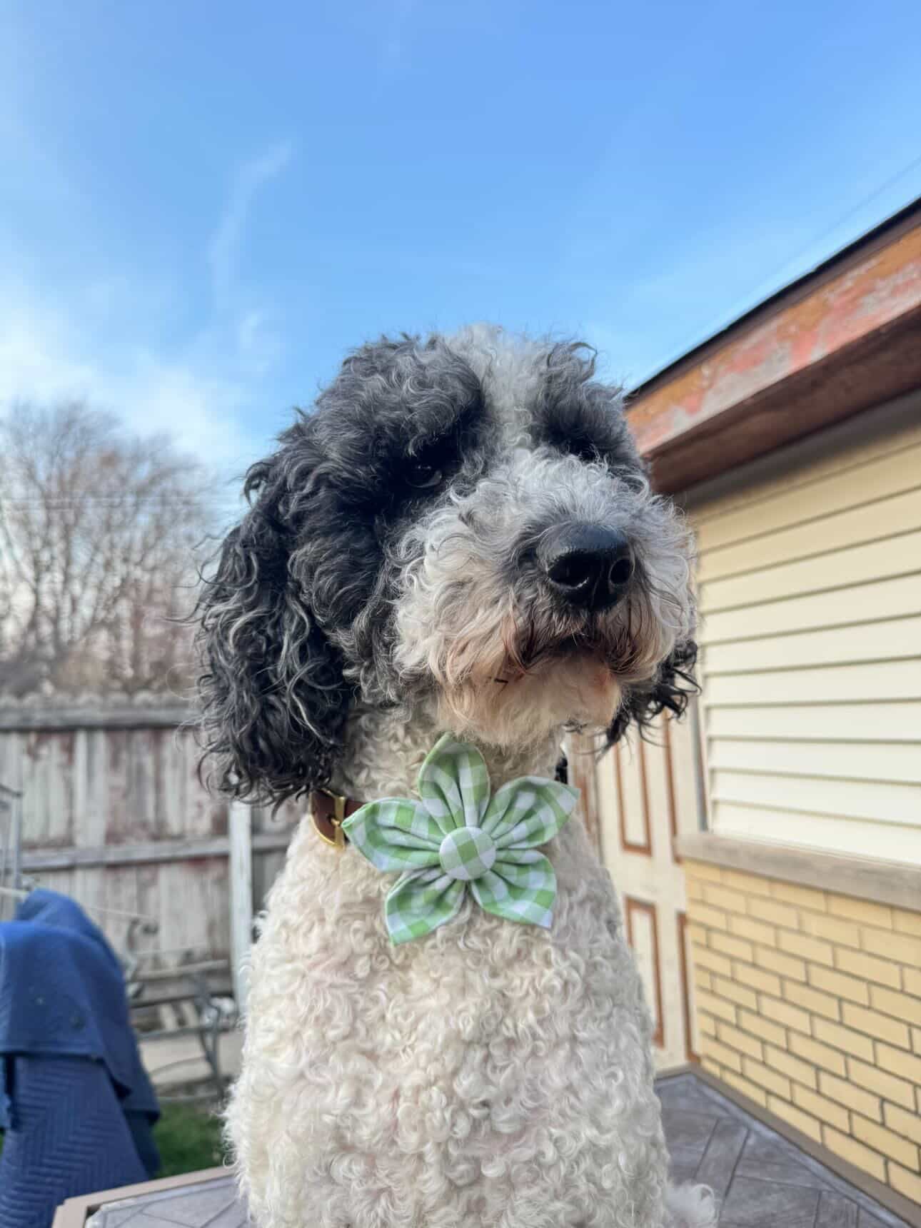 Green Gingham Dog Flower Bow Tie