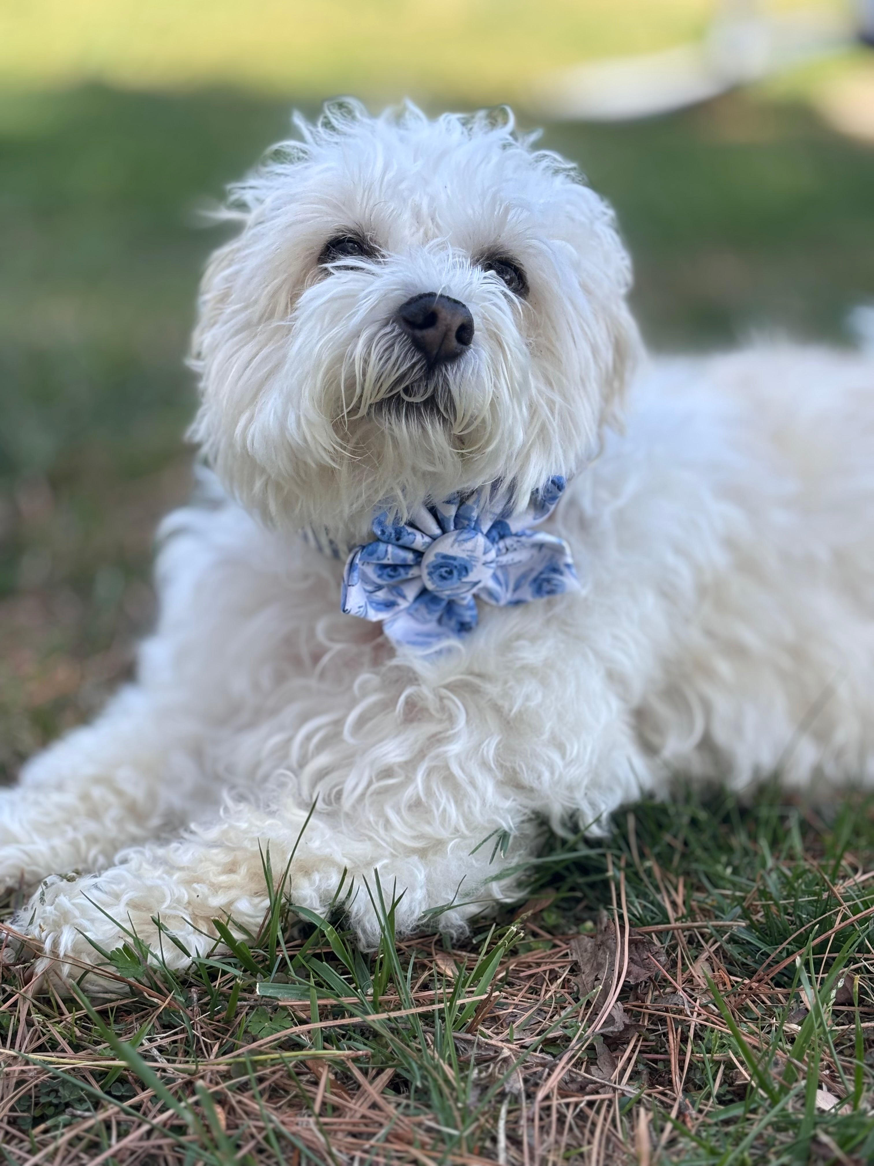 Mothers Day Blue Floral Dog Flower Bow Tie