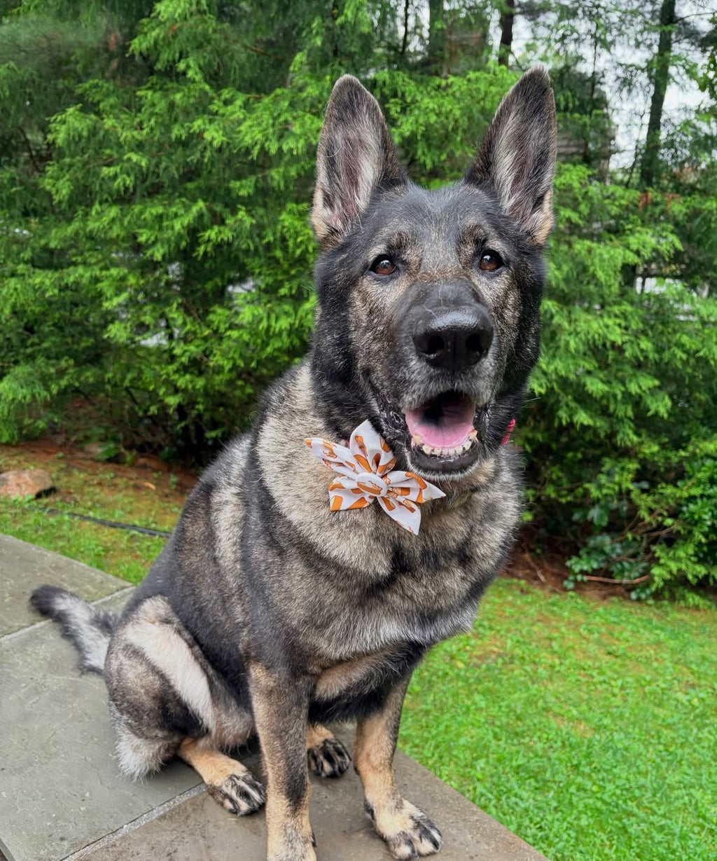 Pupkin Pie Dog Flower Bow Tie