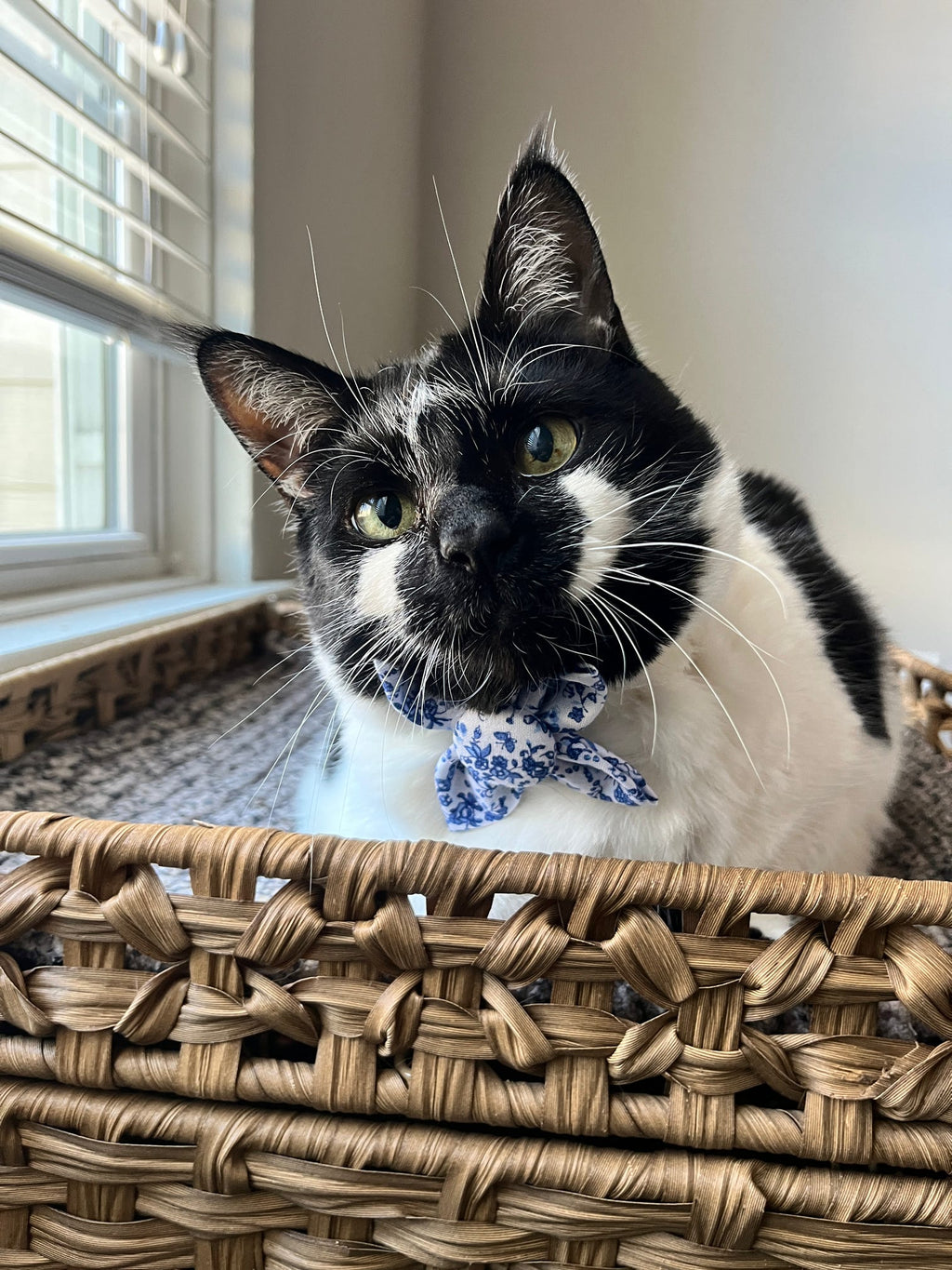 Mystery Dog Bow Tie
