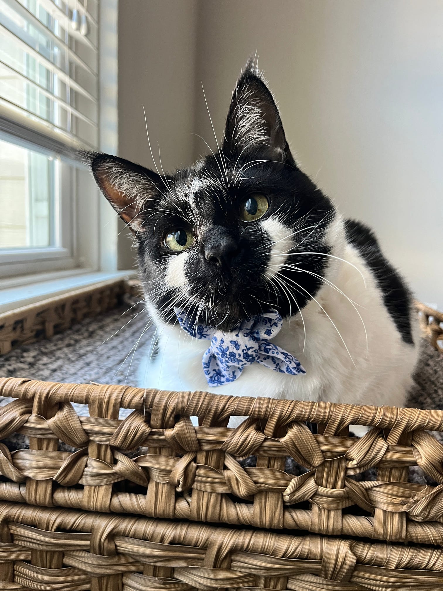 Mystery Dog Bow Tie