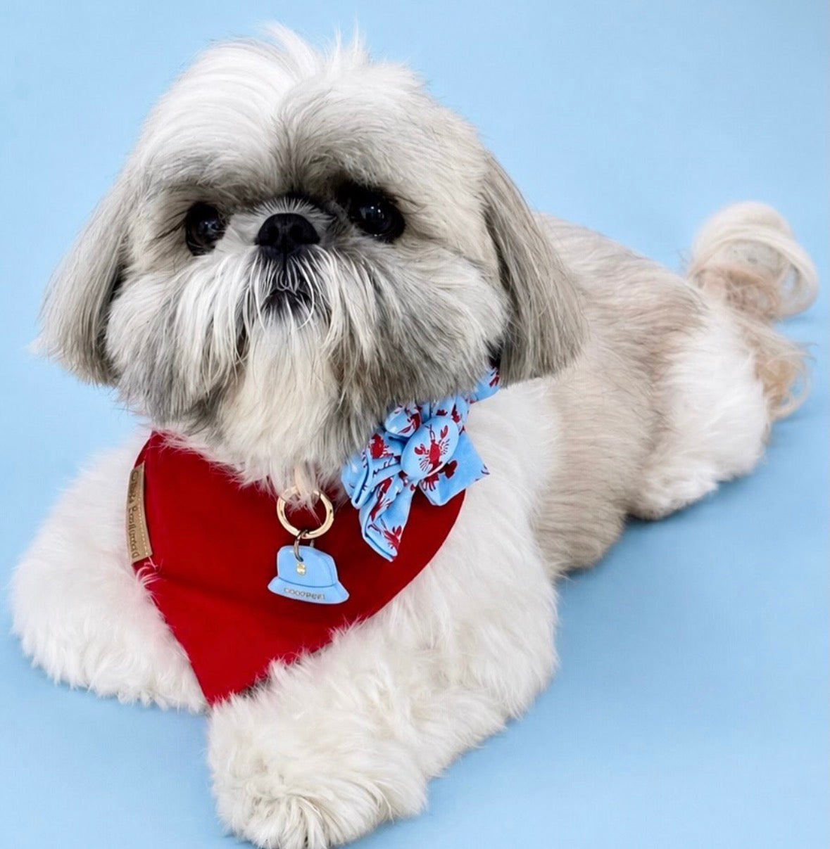 Lobster Dreams Dog Flower Bow Tie