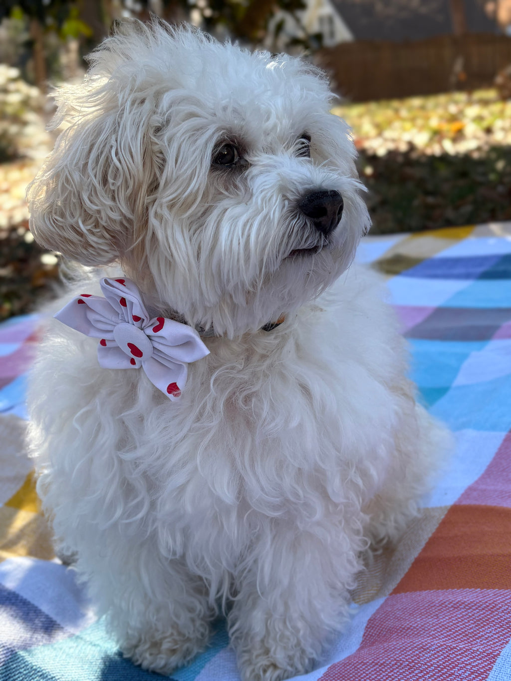 Red Heart Dog Flower Bow Tie