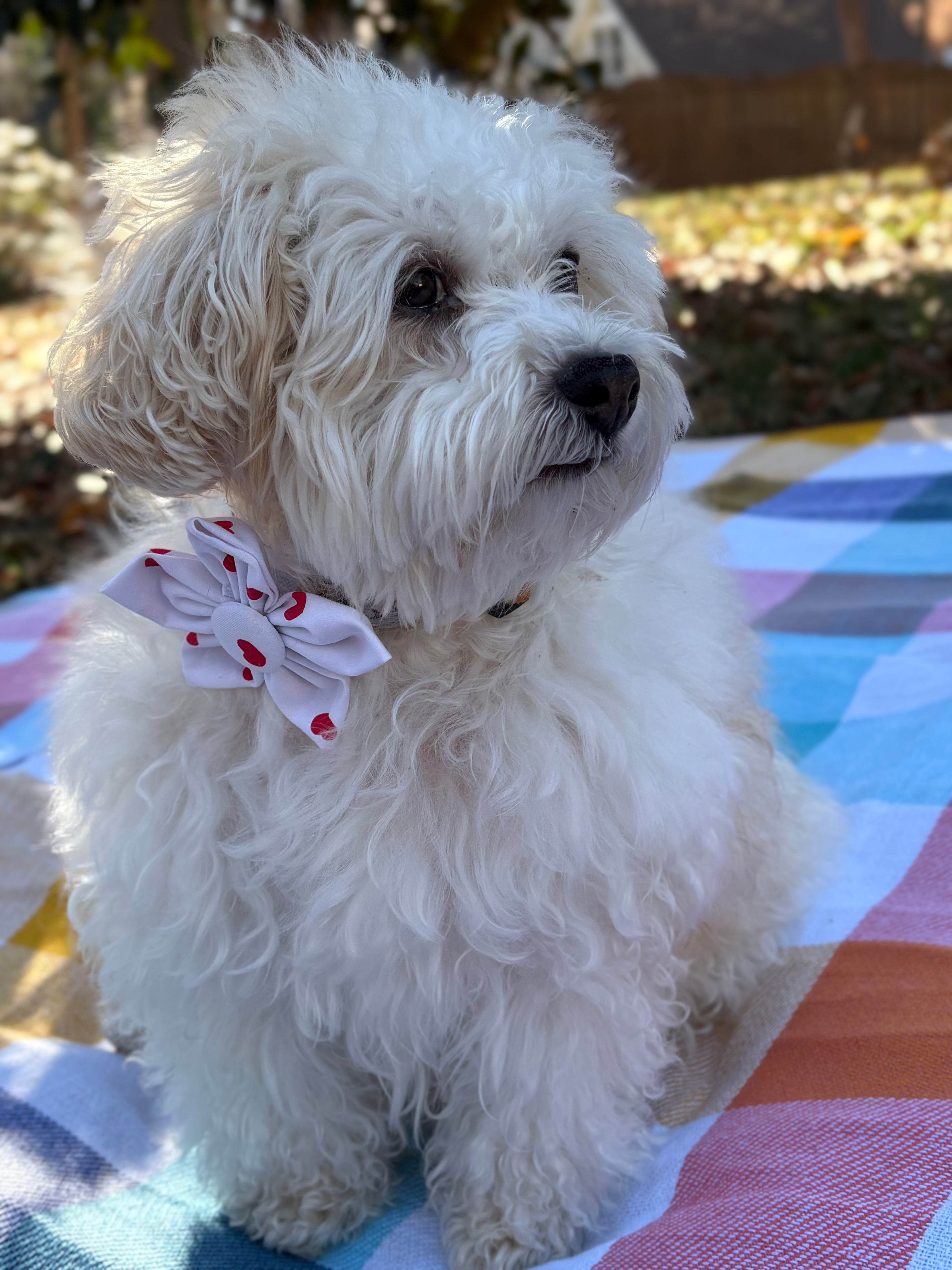Red Heart Dog Flower Bow Tie