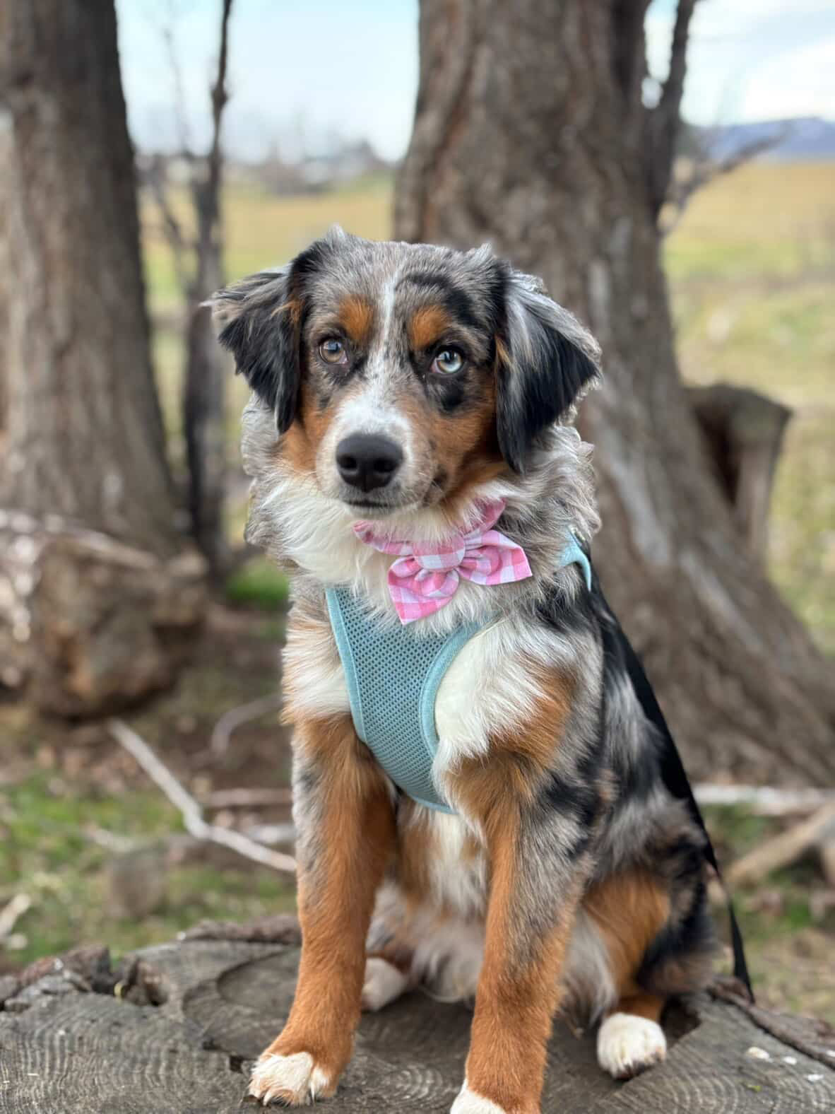 Pink Gingham Dog Flower Bow Tie