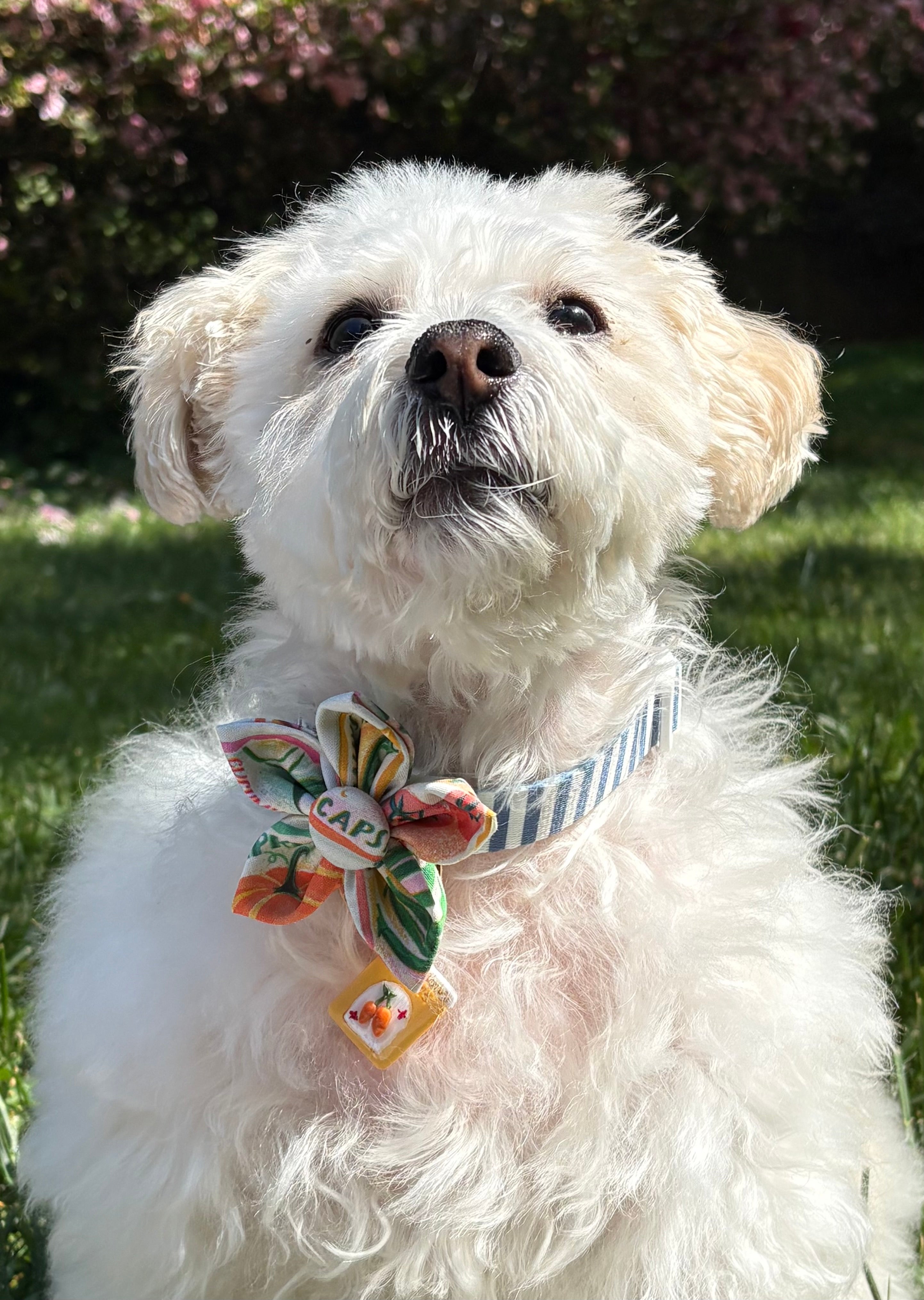Seed Packet Dog Flower Bow Tie