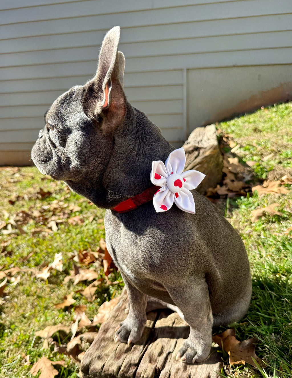 Red Heart Dog Flower Bow Tie