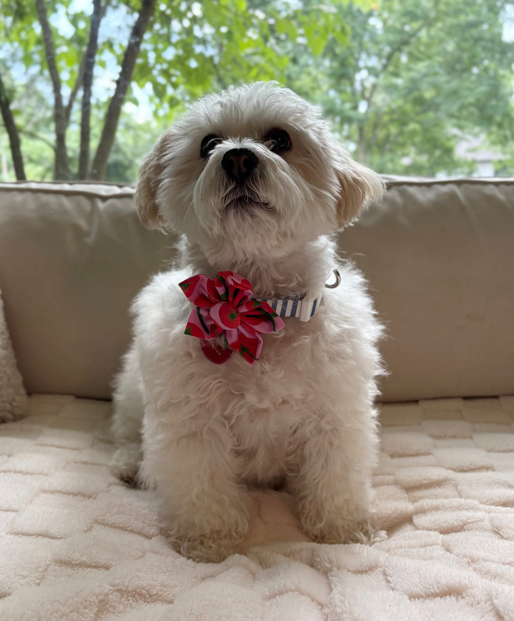 Tomato Dog Dog Flower Bow Tie