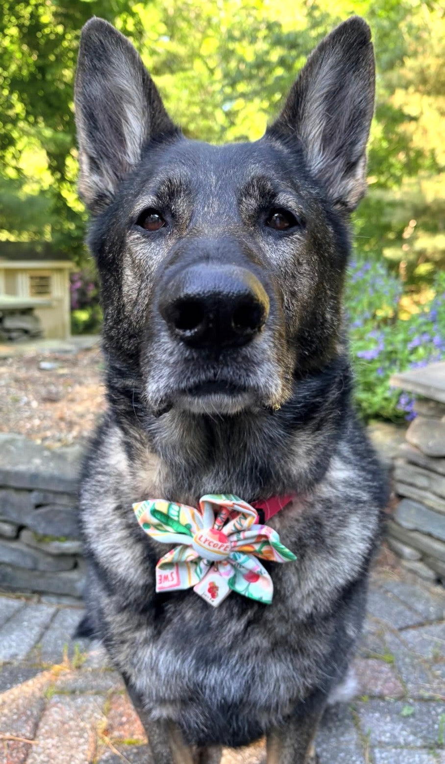 Seed Packet Dog Flower Bow Tie