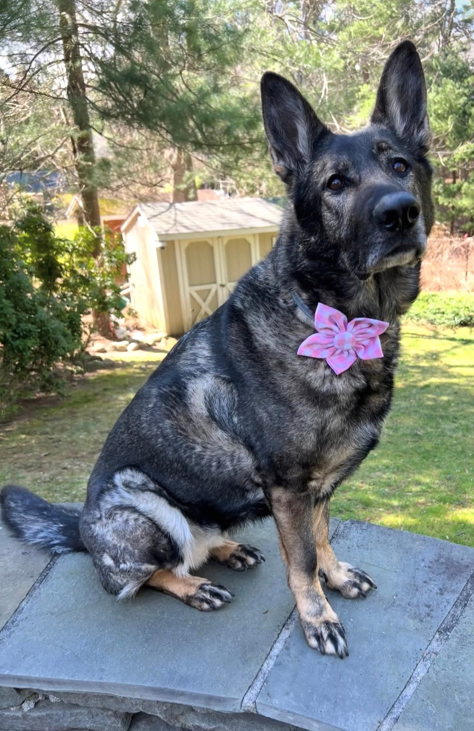 Pink Gingham Dog Flower Bow Tie