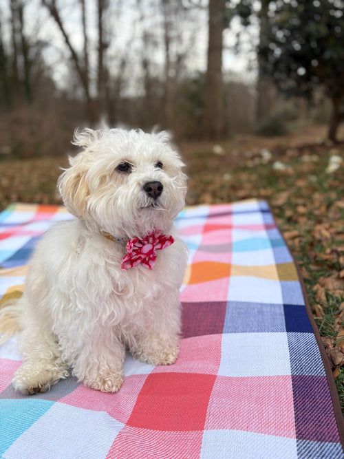 Candy Heart Dog Bow Tie and Scrunchie Set