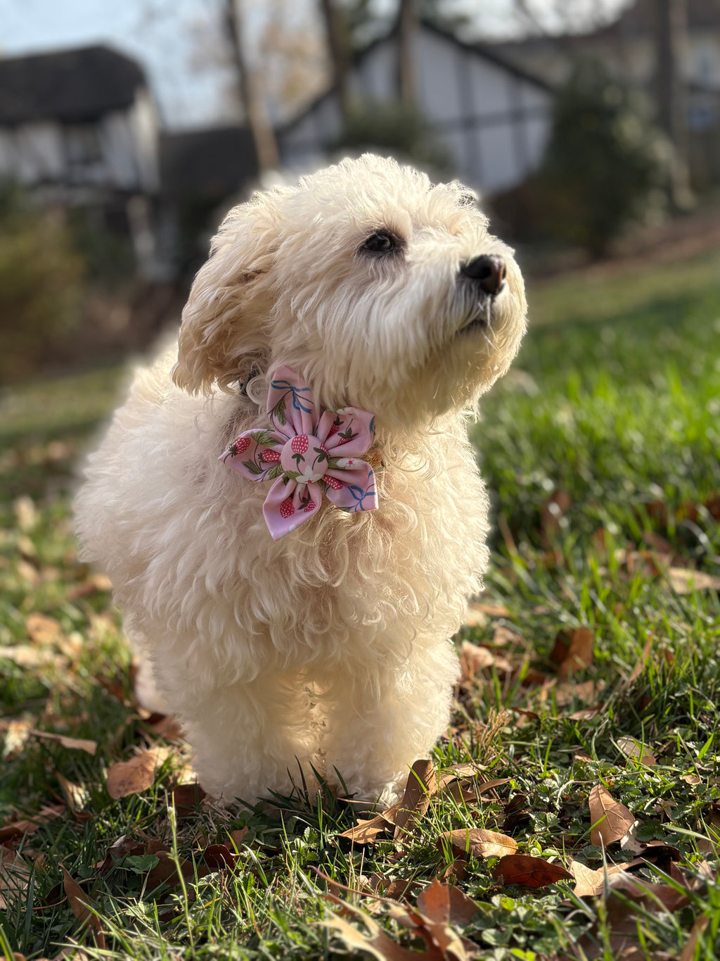 Berry Patch Dog Flower Bow Tie