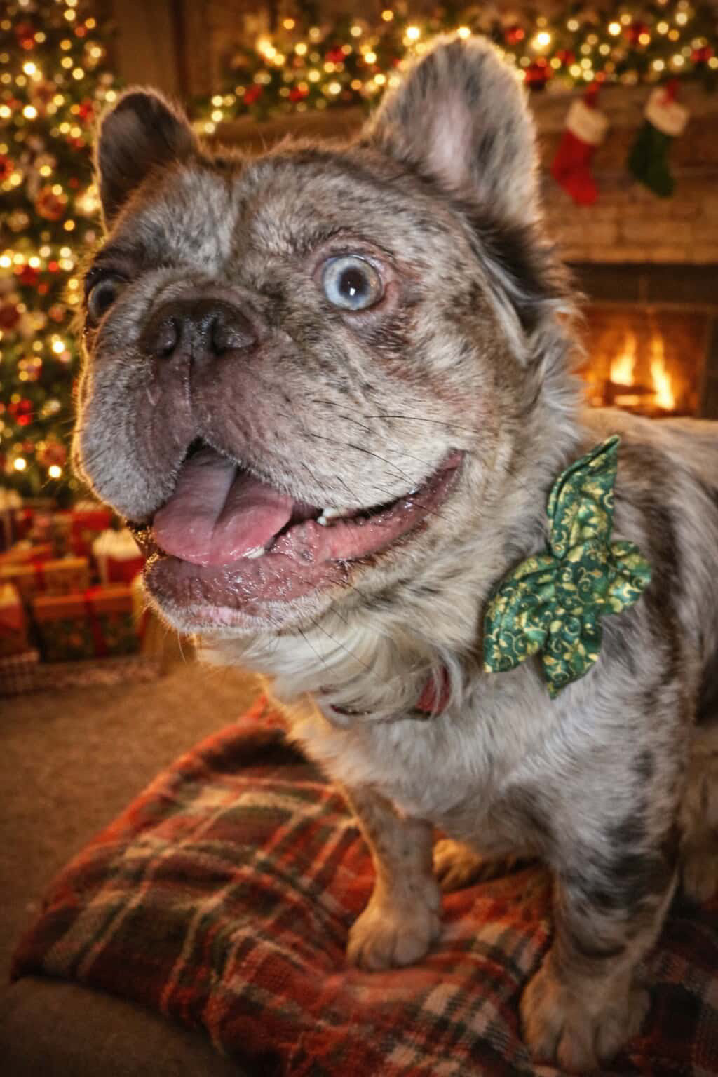 Green Merry Noel Dog Flower Bow Tie