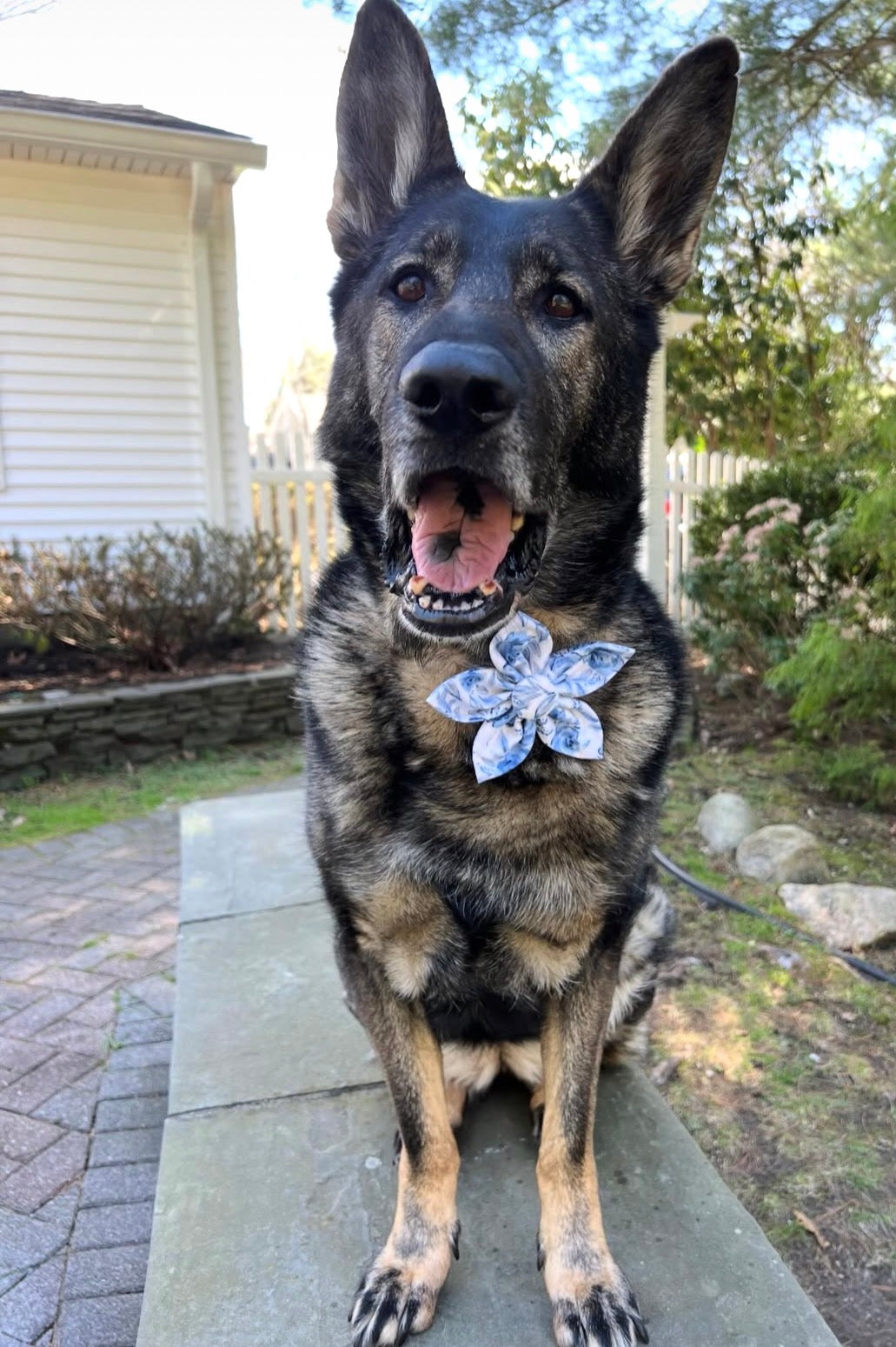 Mothers Day Blue Floral Dog Flower Bow Tie