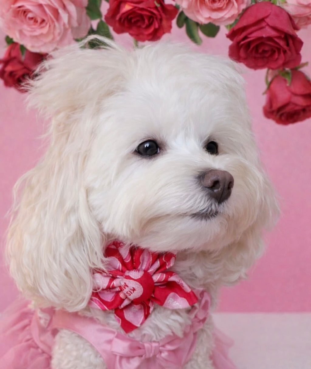 Candy Heart Dog Flower Bow Tie