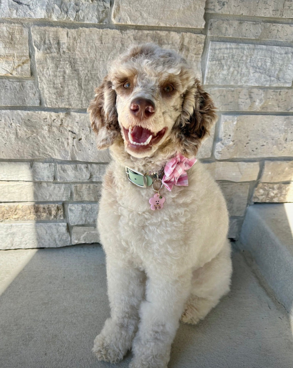 Pink Gingham Dog Flower Bow Tie