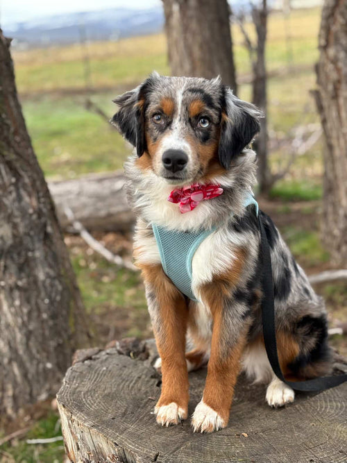 Candy Heart Dog Flower Bow Tie