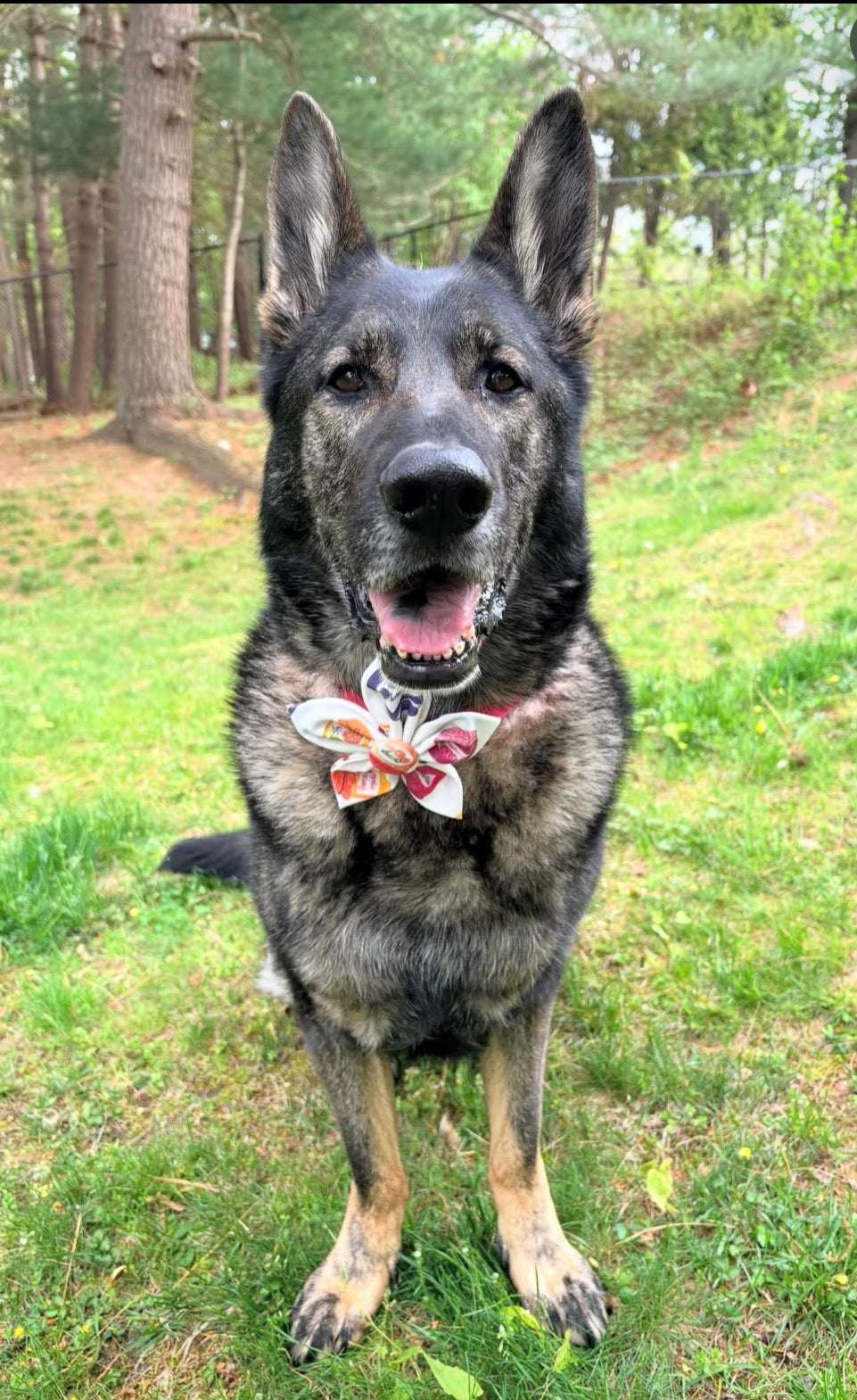 Jam Jar Dog Flower Bow Tie