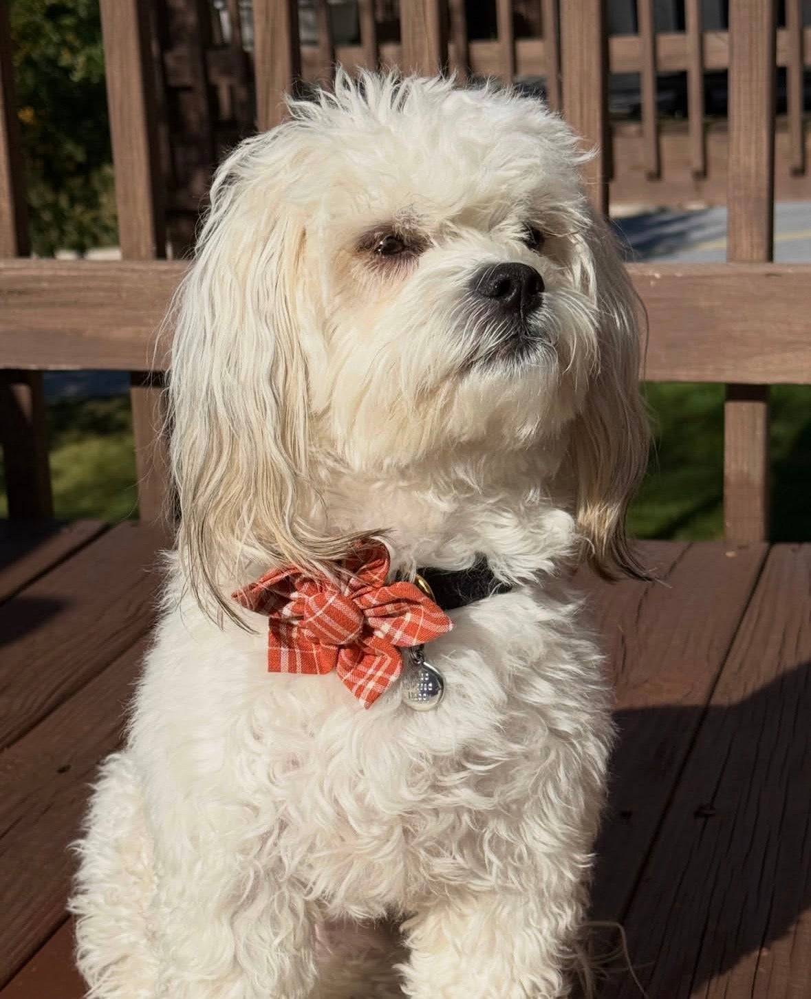 Fall Plaid Dog Flower Bow Tie