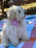 Pink Gingham Dog Bow Tie and Scrunchie Set