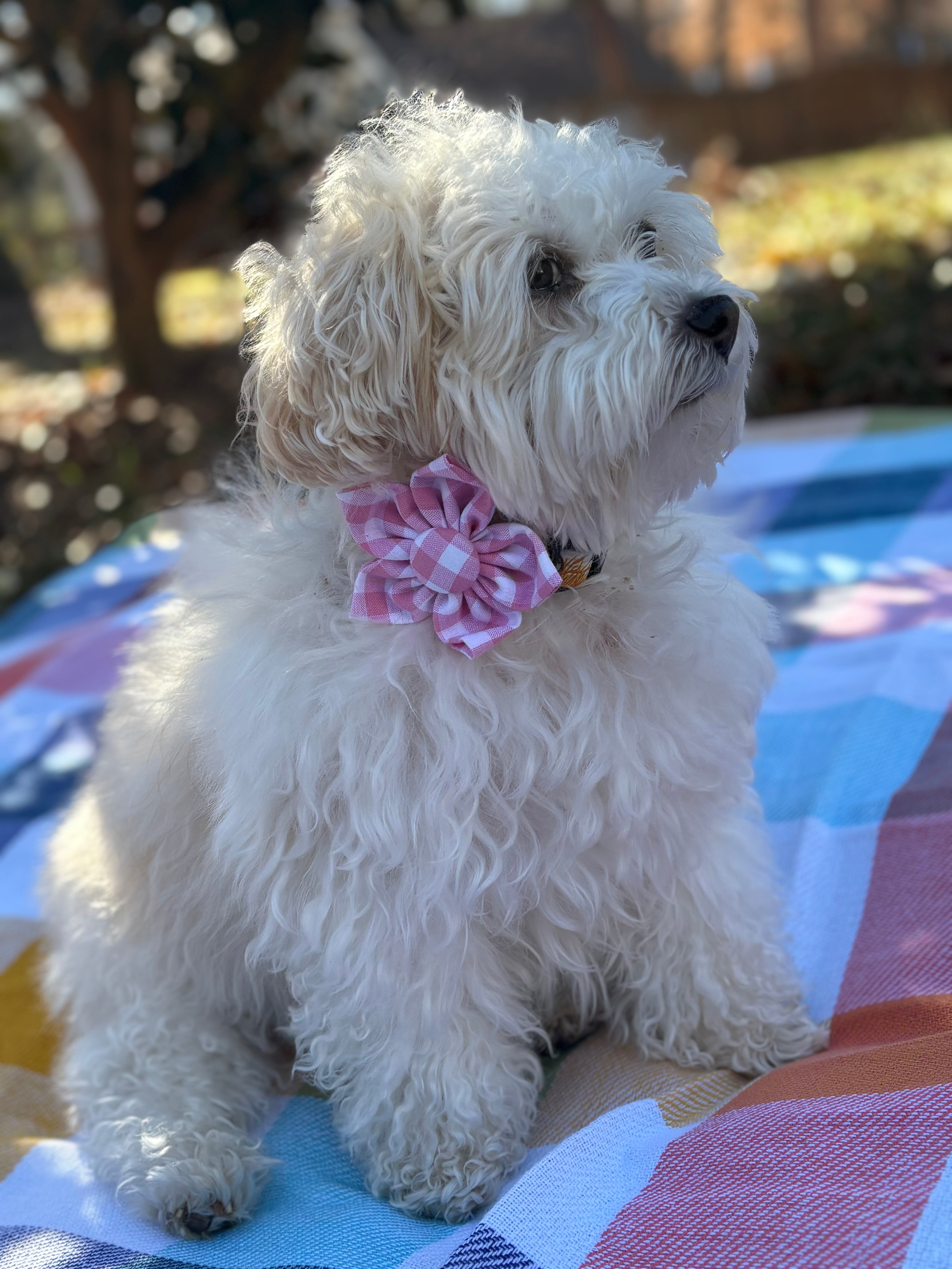 Pink Gingham Dog Bow Tie and Scrunchie Set