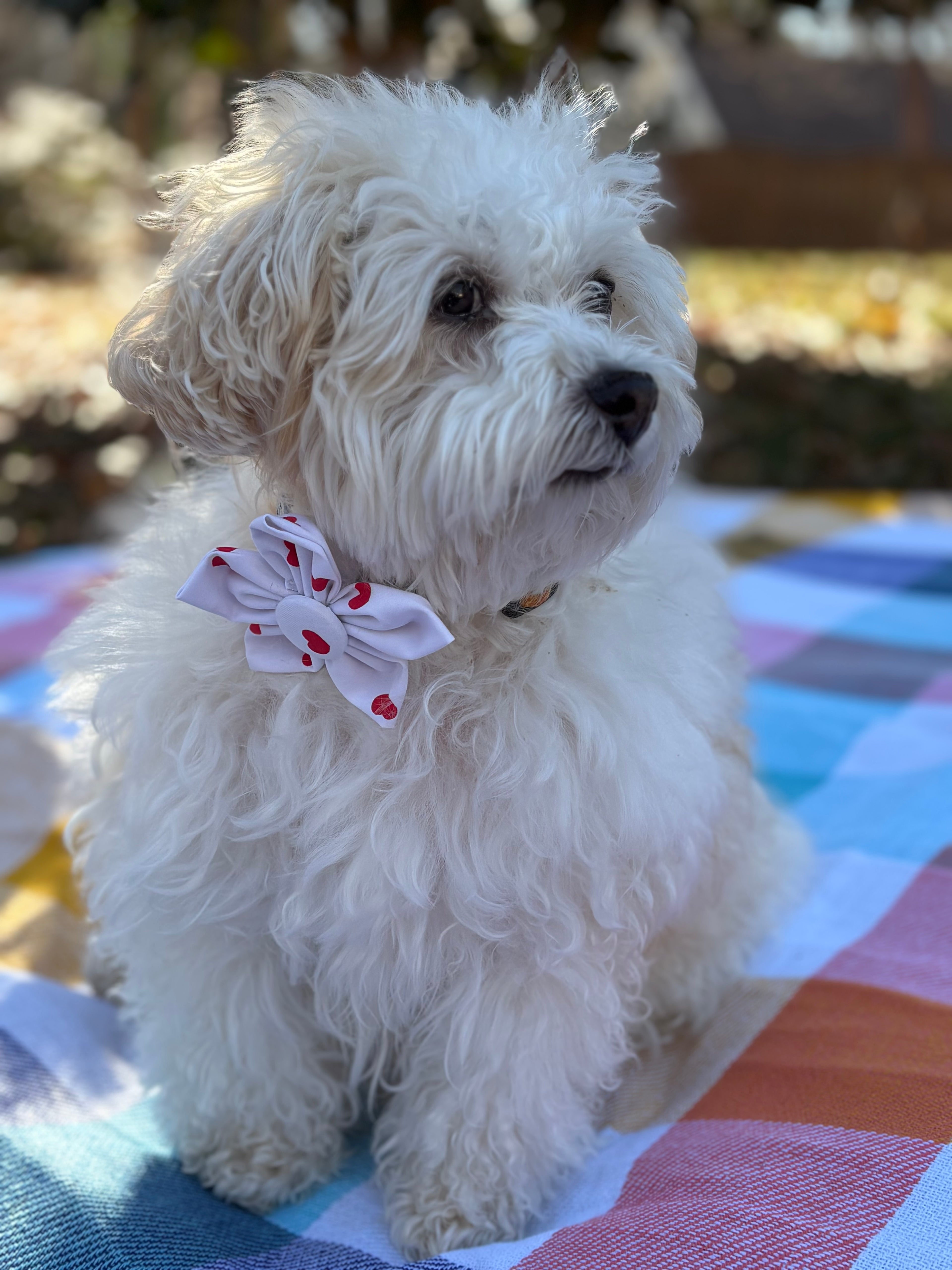 Red Heart Dog Flower Bow Tie
