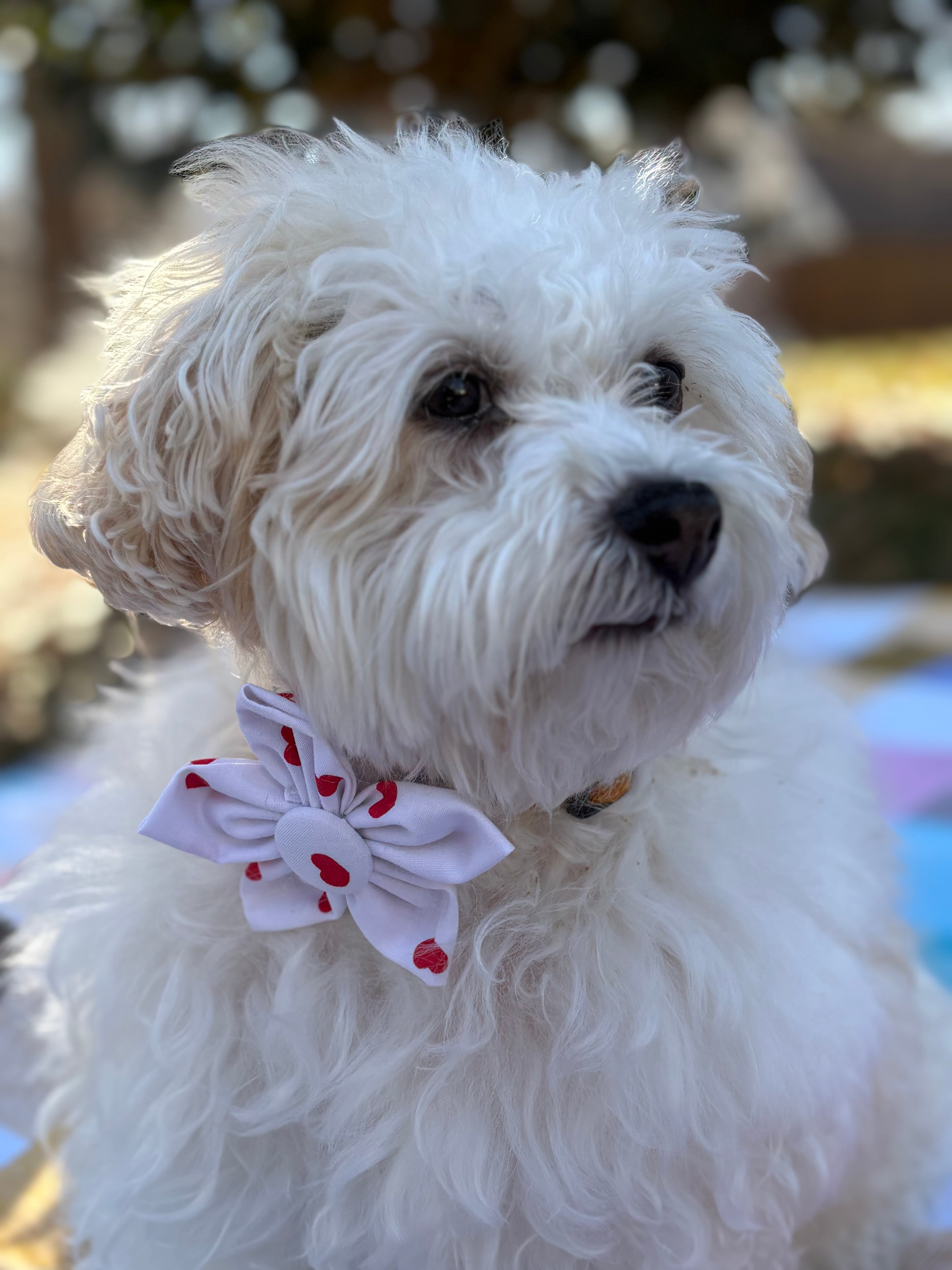Red Heart Dog Flower Bow Tie